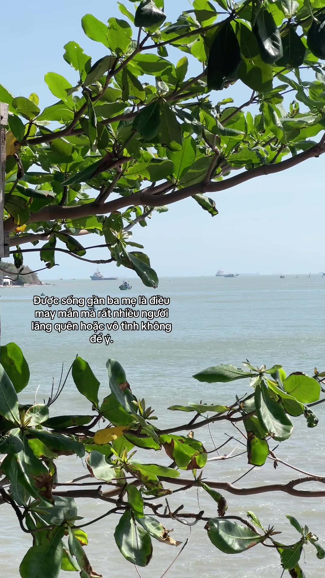 @Con mèo mê cơm tấm ⚜️