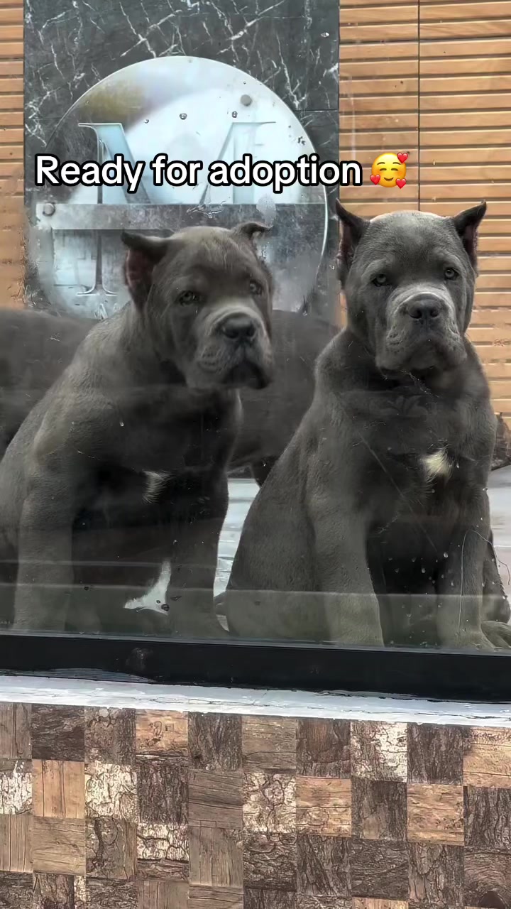 @CaneCorso