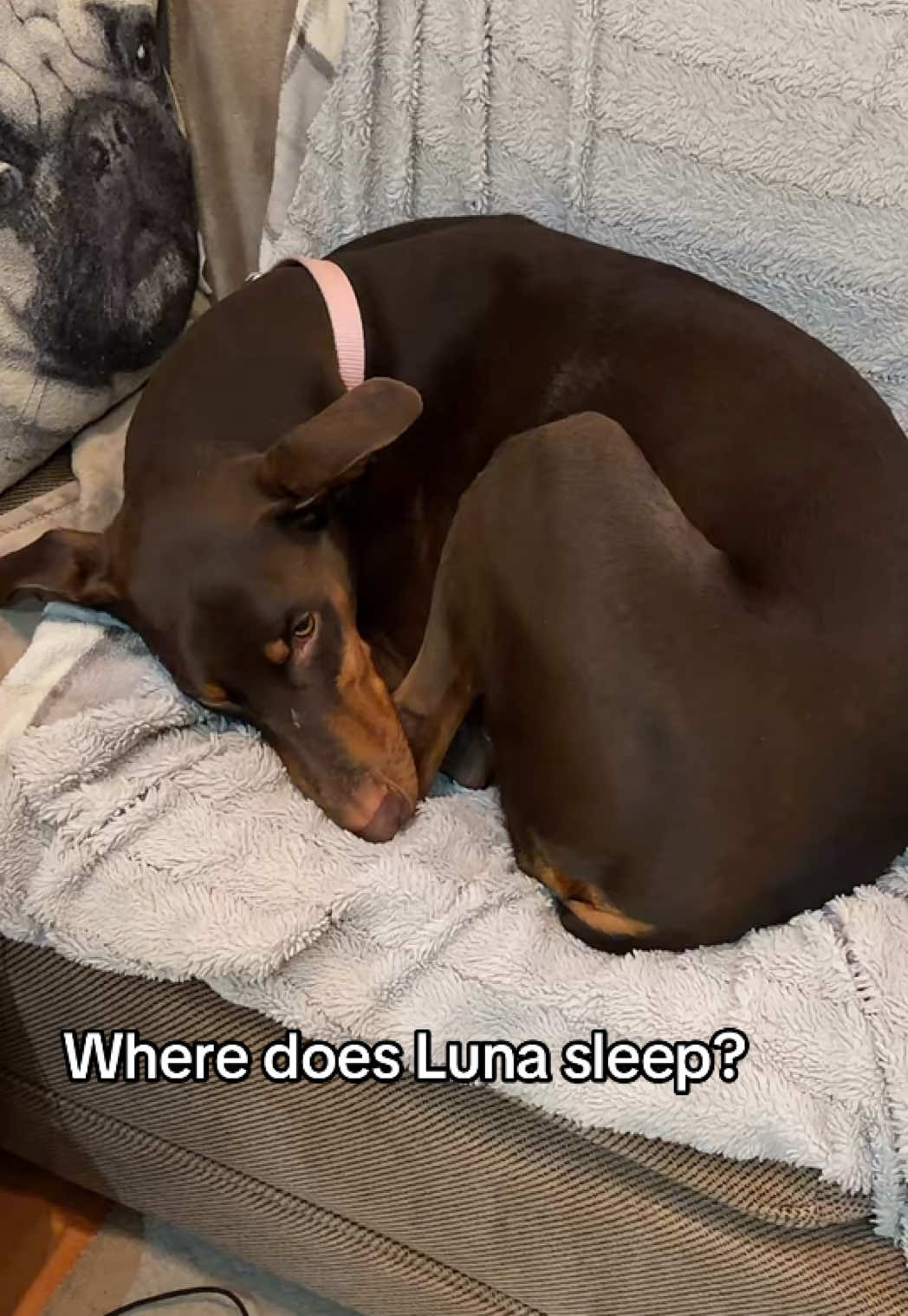 @Luna The Doberman