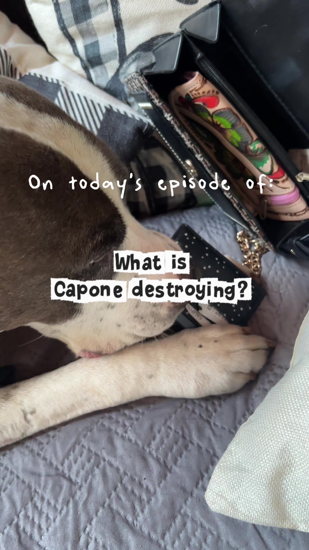 @caponethepitty