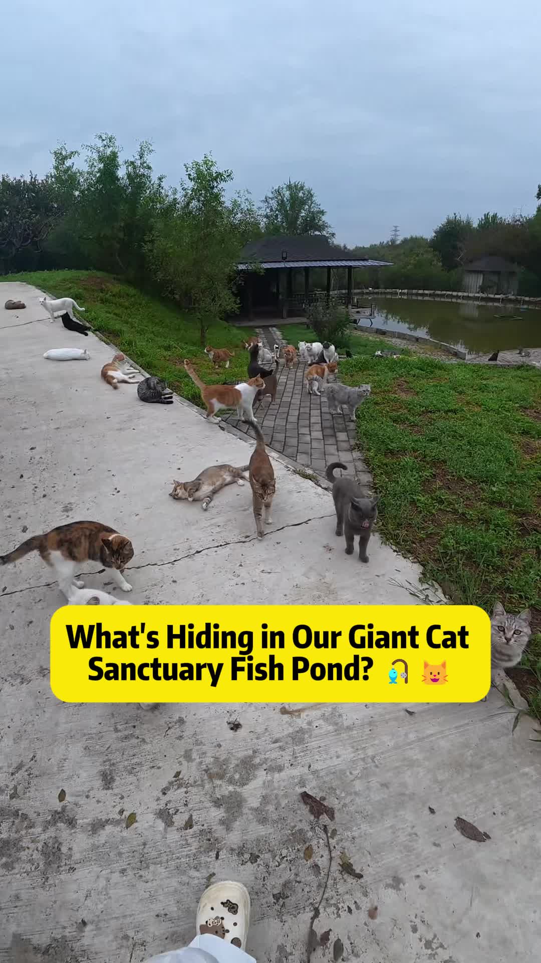 @Stray Cat Talkz