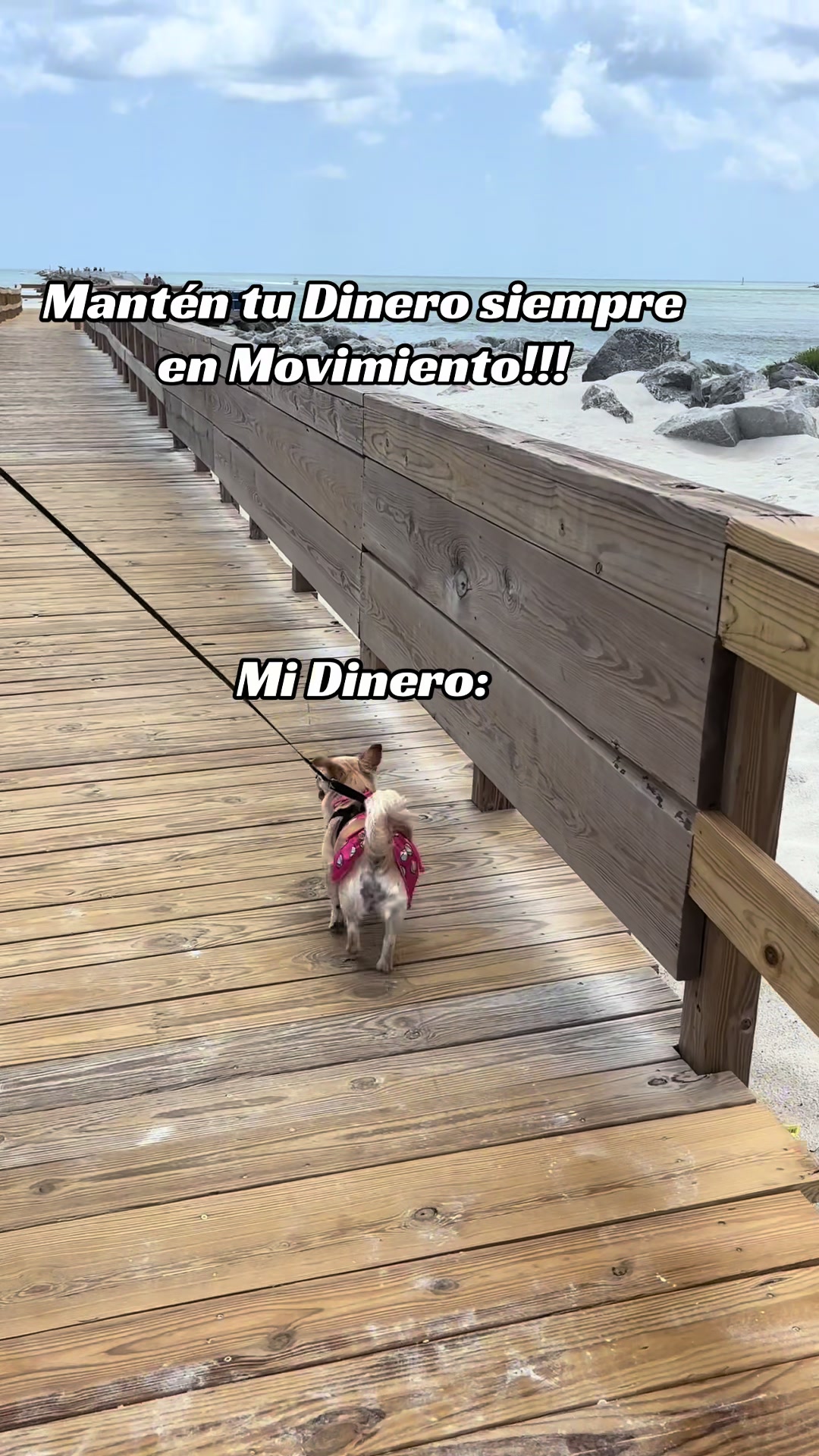 @🐕🐾MayaTheChihuahua🐾🐕