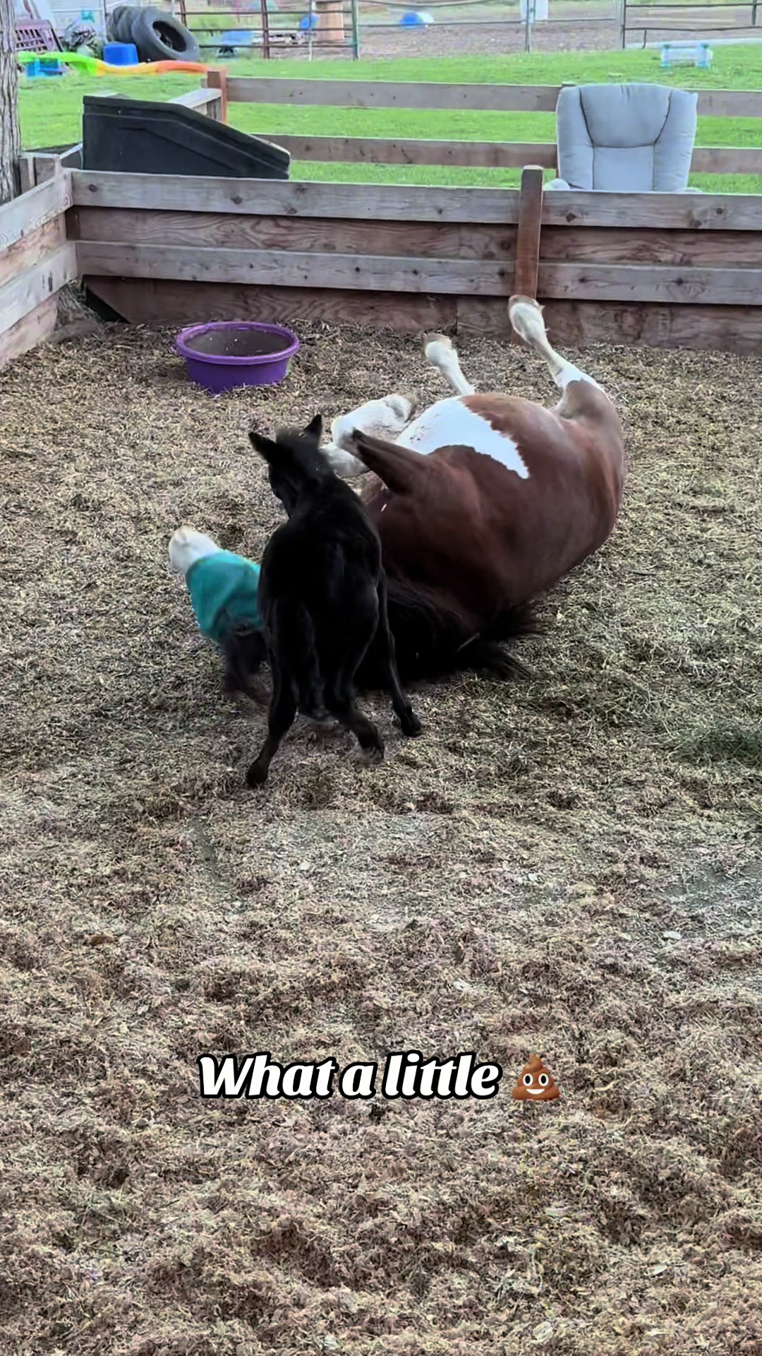 @Hot Sauce the Mini horse 🐎