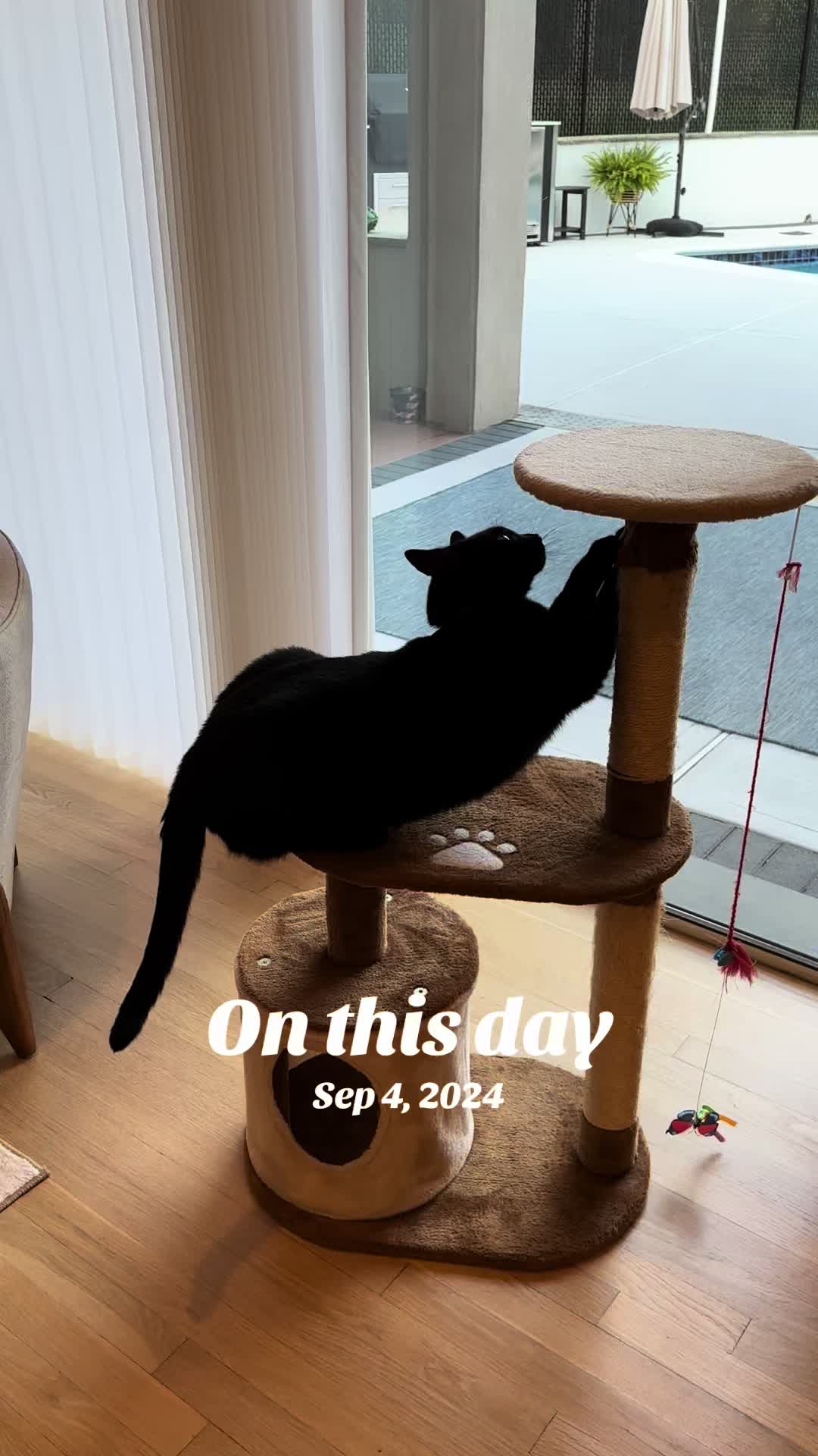 @Oscar Jeremy the cat!