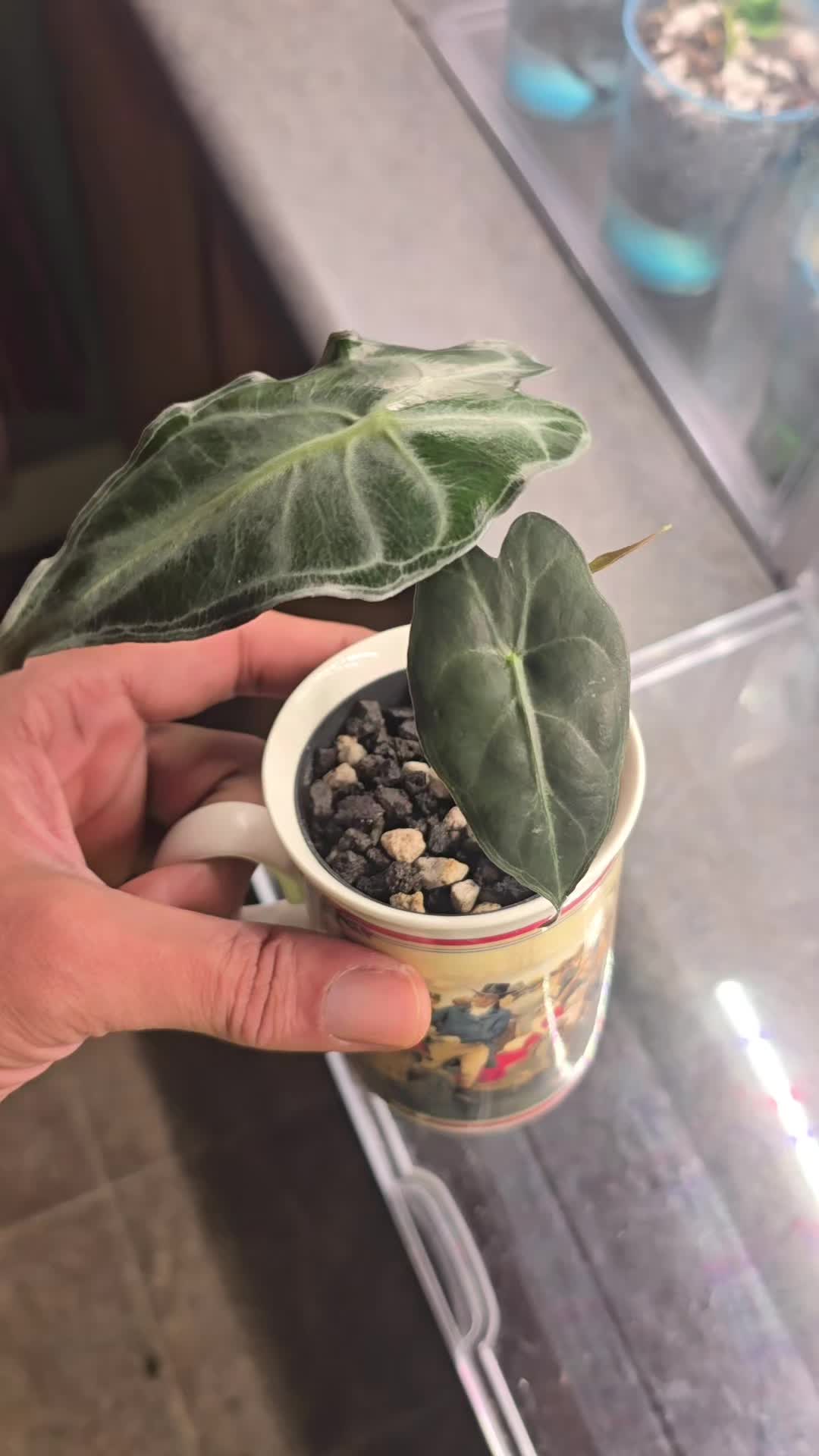 @JT - BigEGOPlants