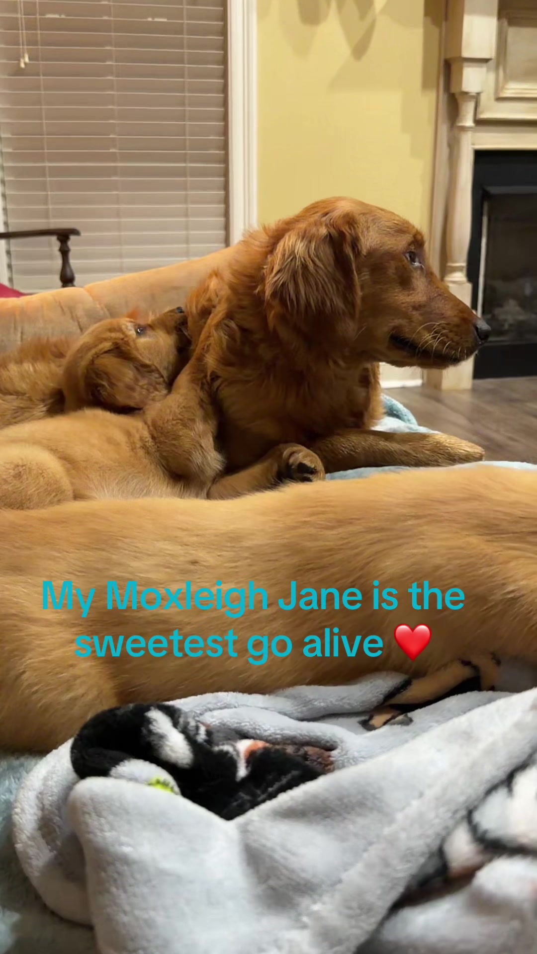@RhondasRetrievers