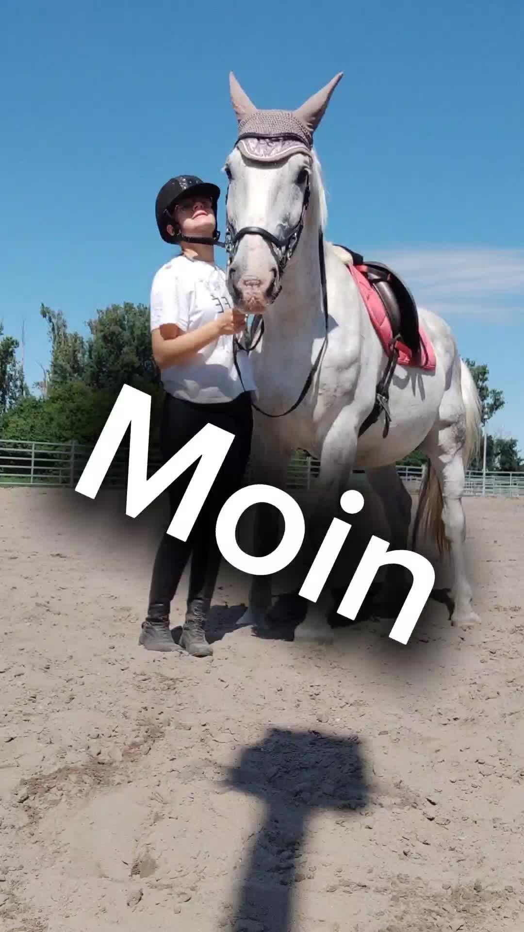 @Horses 🫶🌺