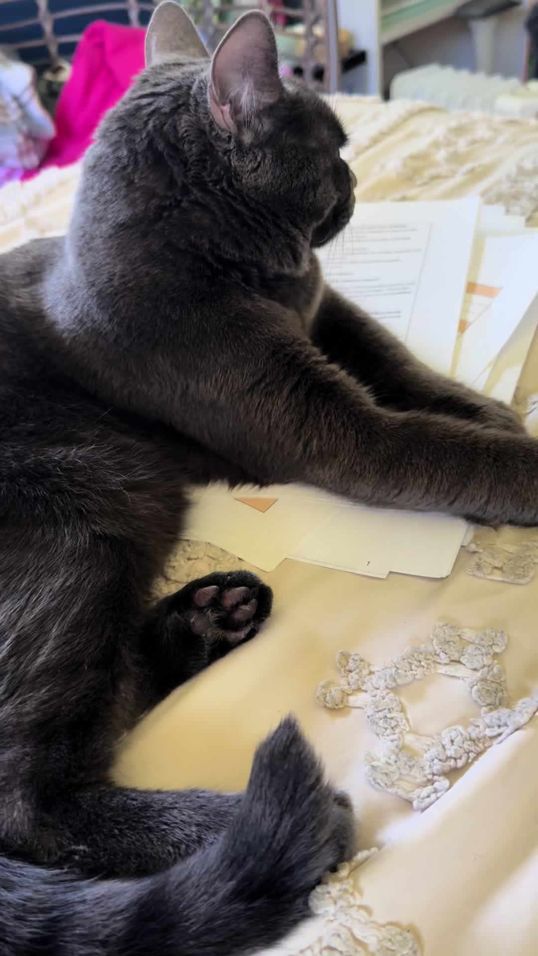 @KrazyKatz