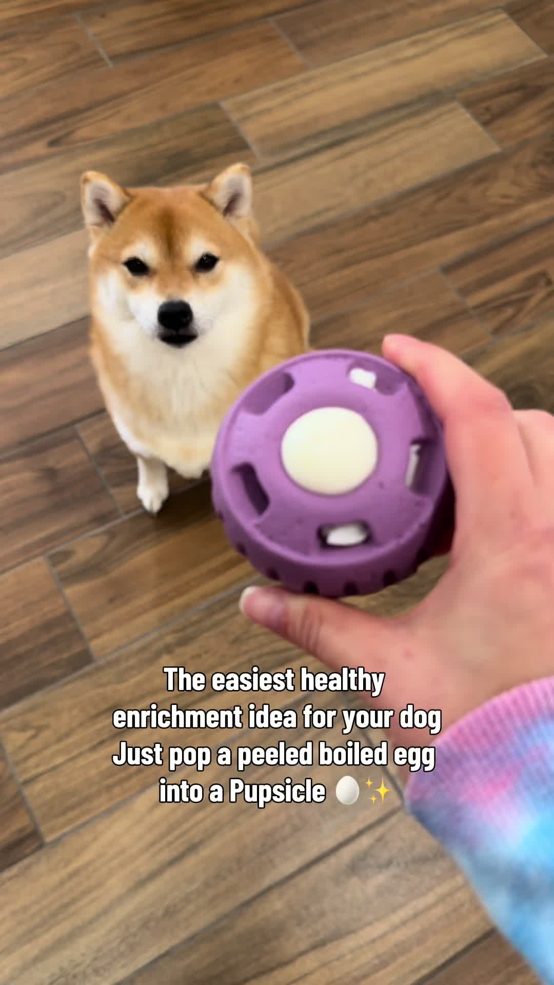 @Flock of Shibas 🐕🐕🐕