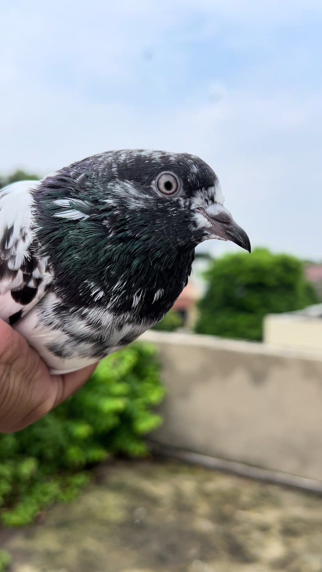 @The Best Pigeons