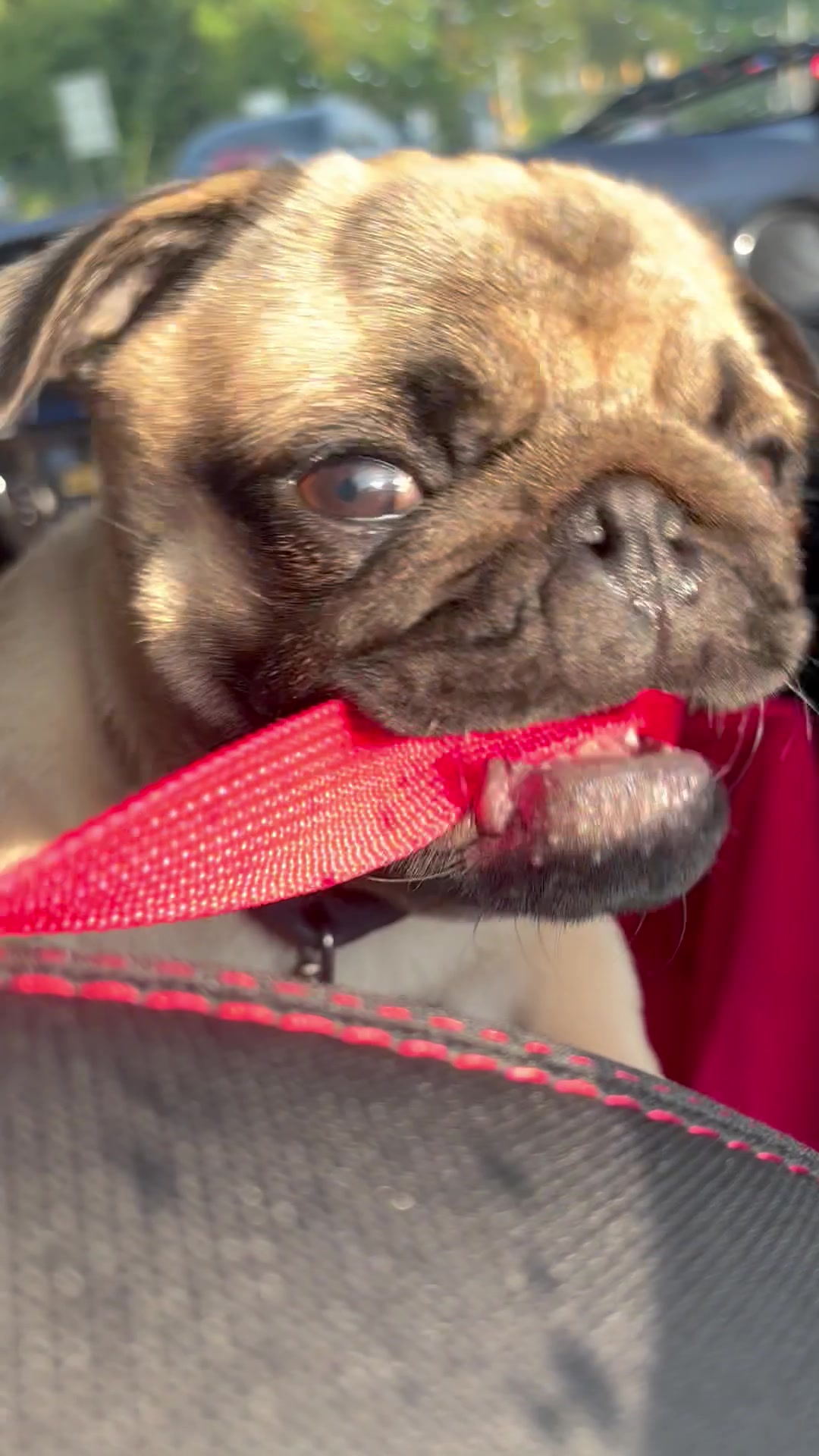 @thewinterpug