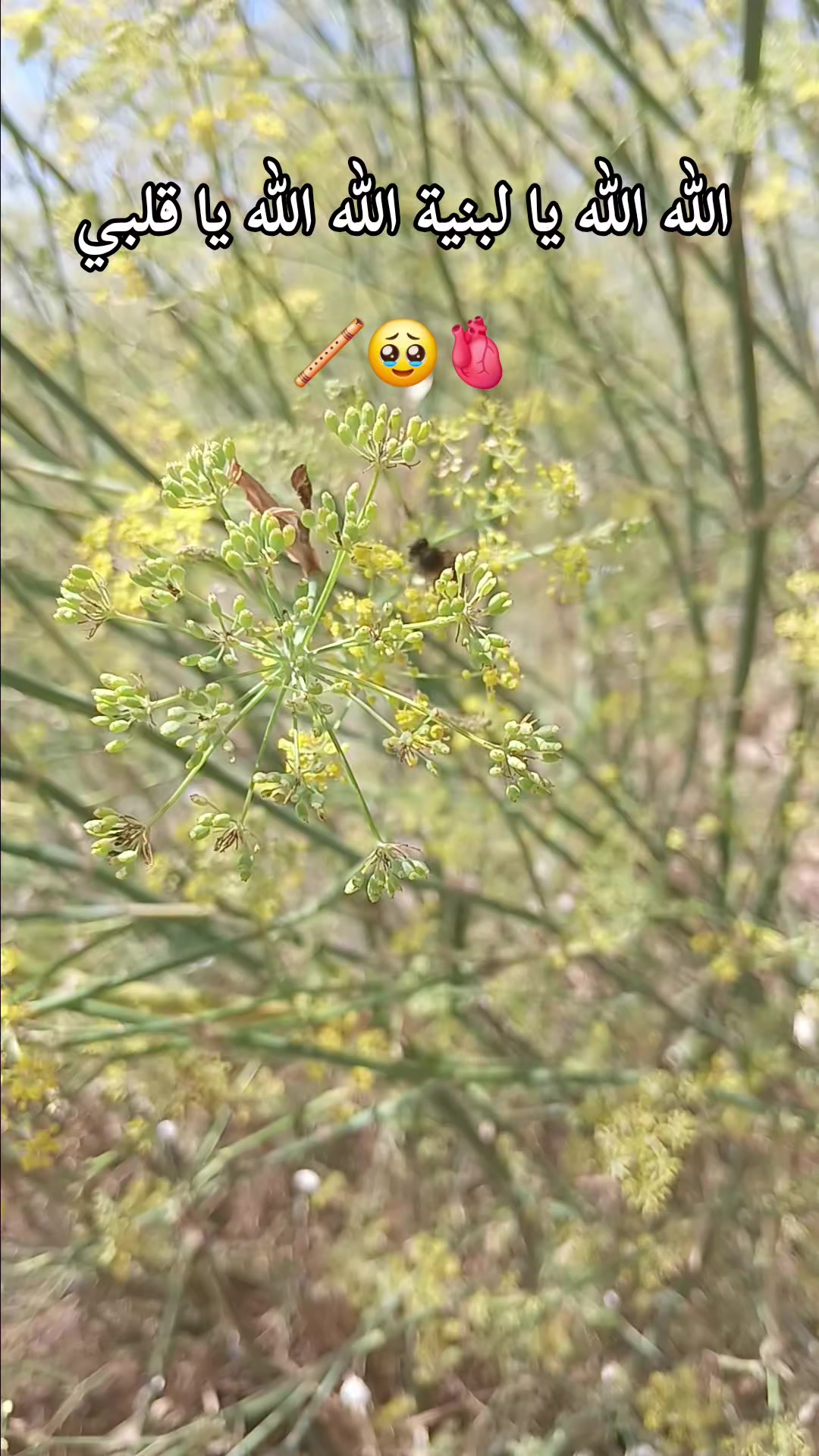@ใทใ ๐ฌ.๐ธ๐ ใทใ
