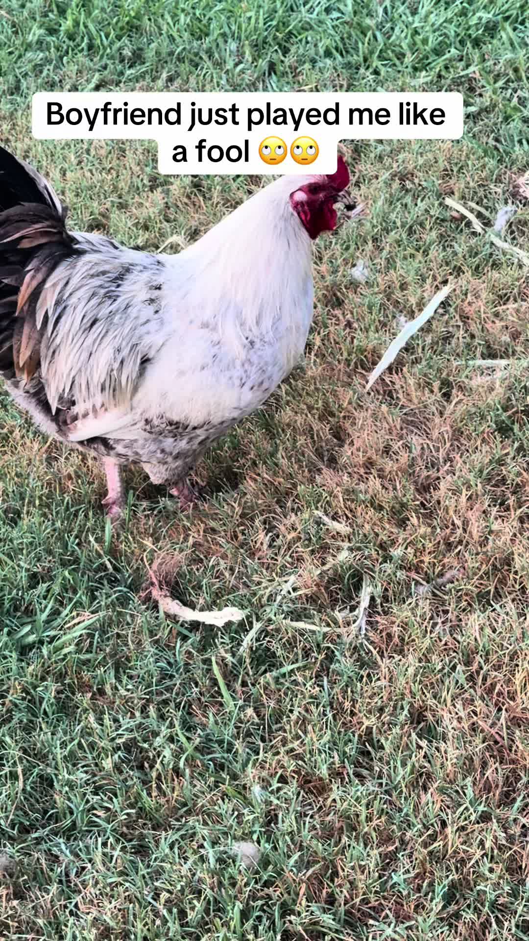 @NonniesFunnyFarm