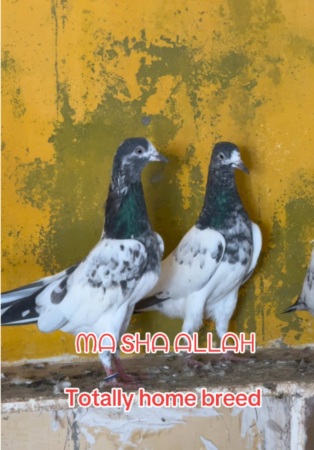 @Aero Pigeons Club