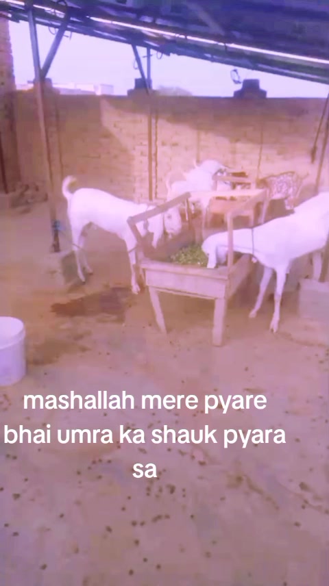 @AD shujrah 💕