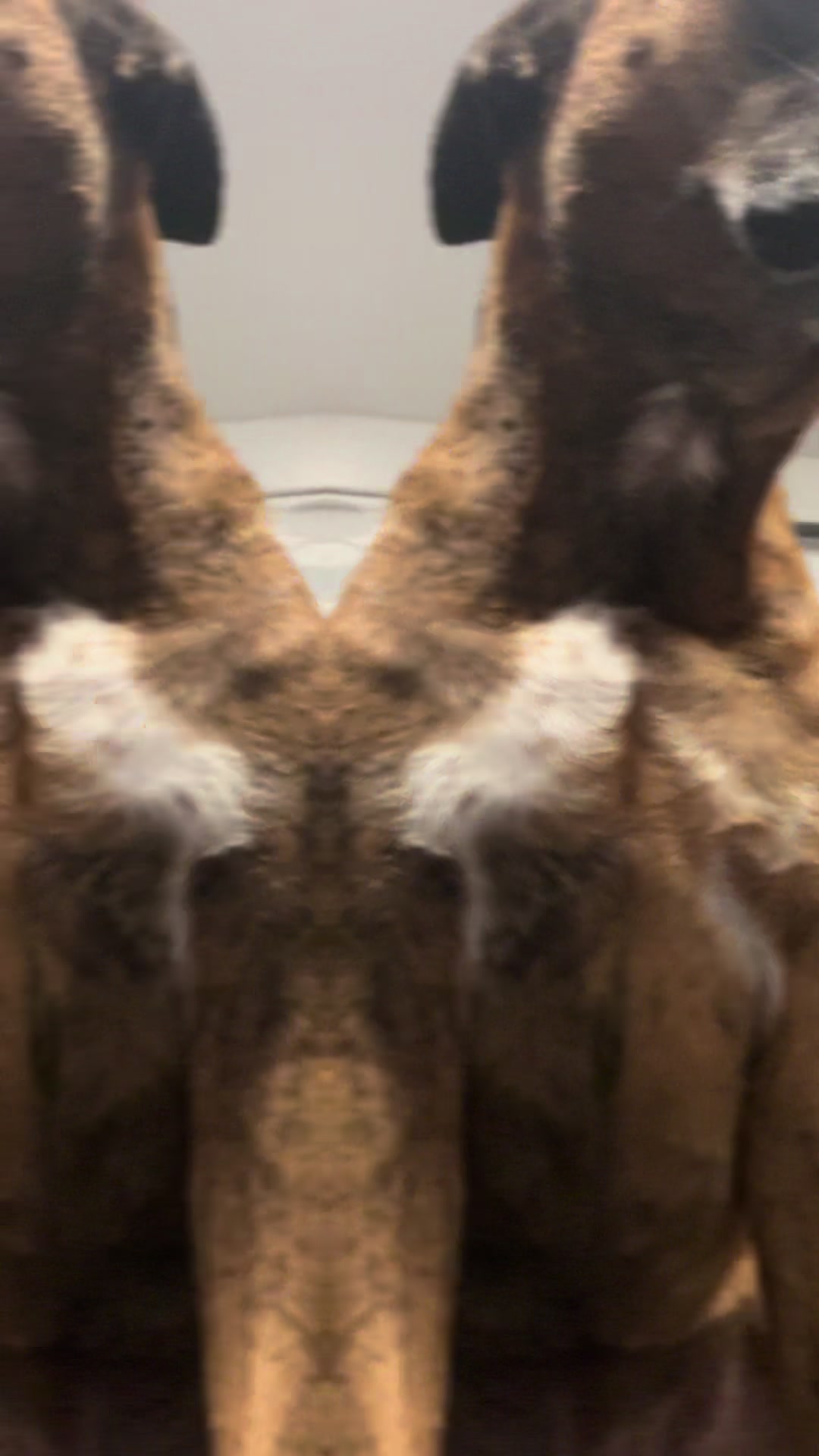 @Groomergonewild 🇨🇦