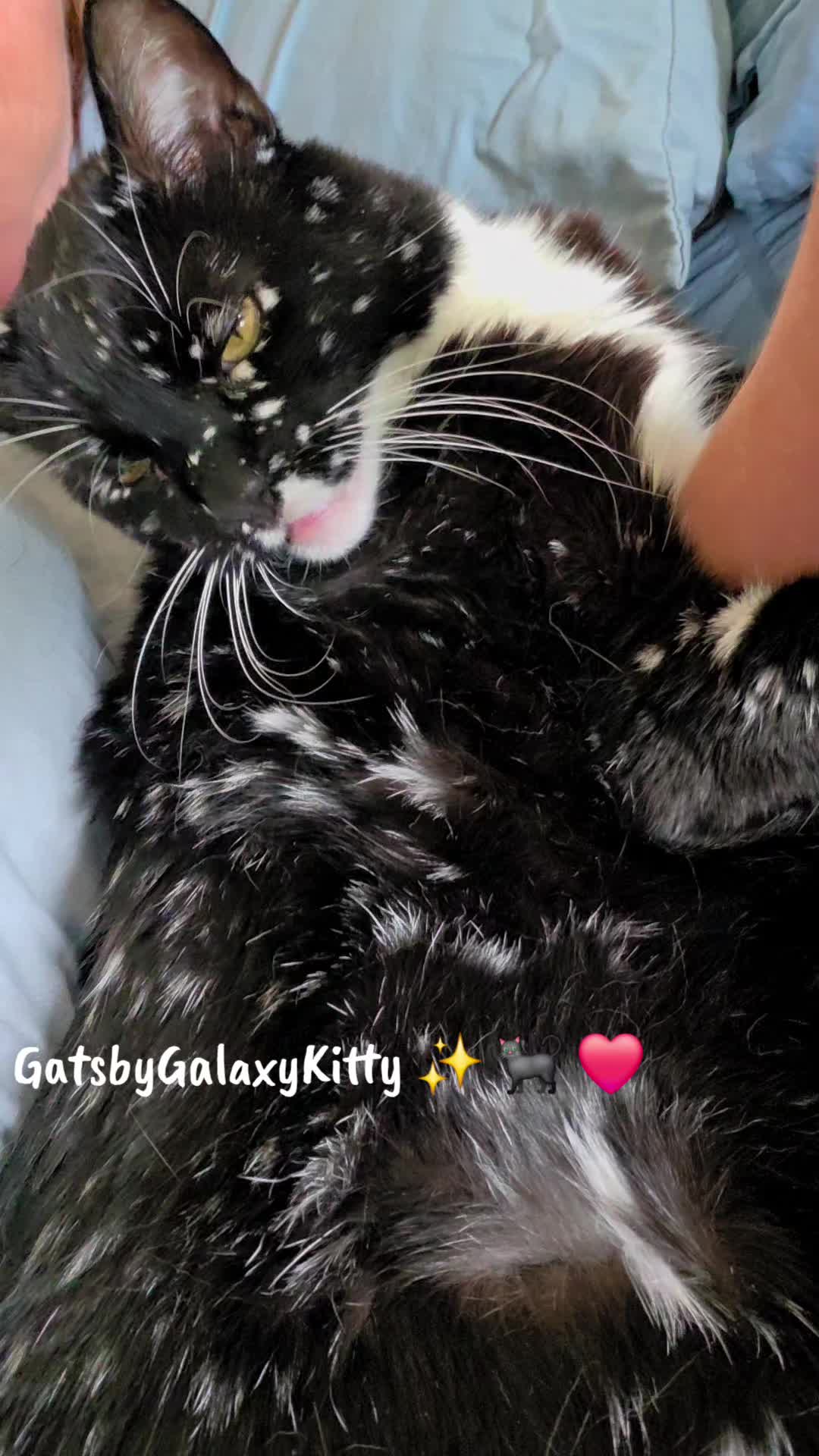 @gatsbygalaxykitty