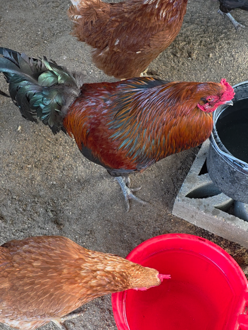 @HarmonyHillFarmSanct