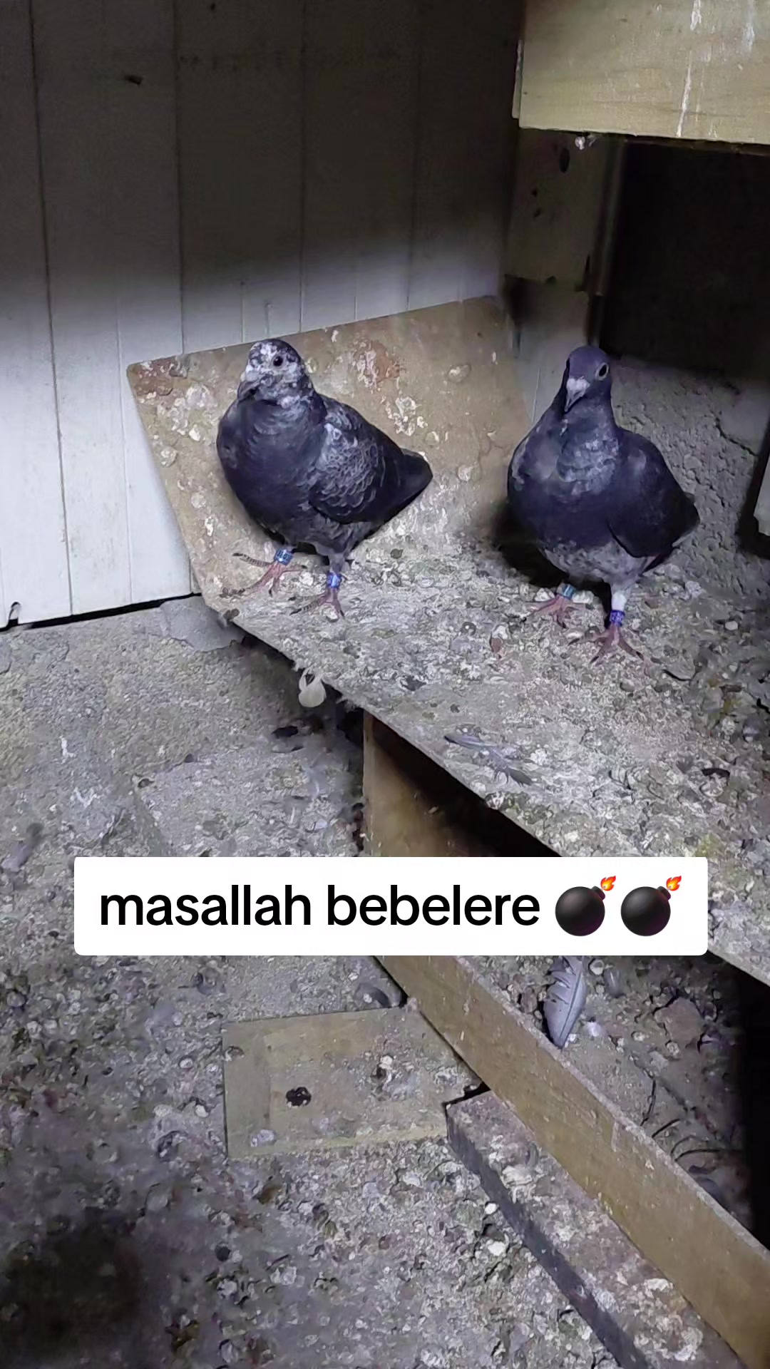 @mersinli.0233