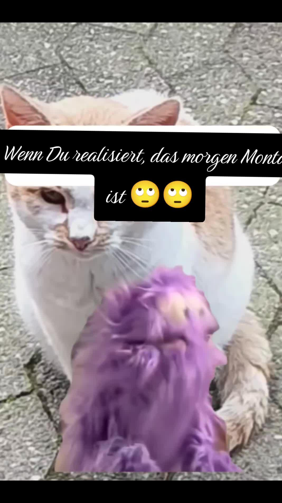 @Babsi
