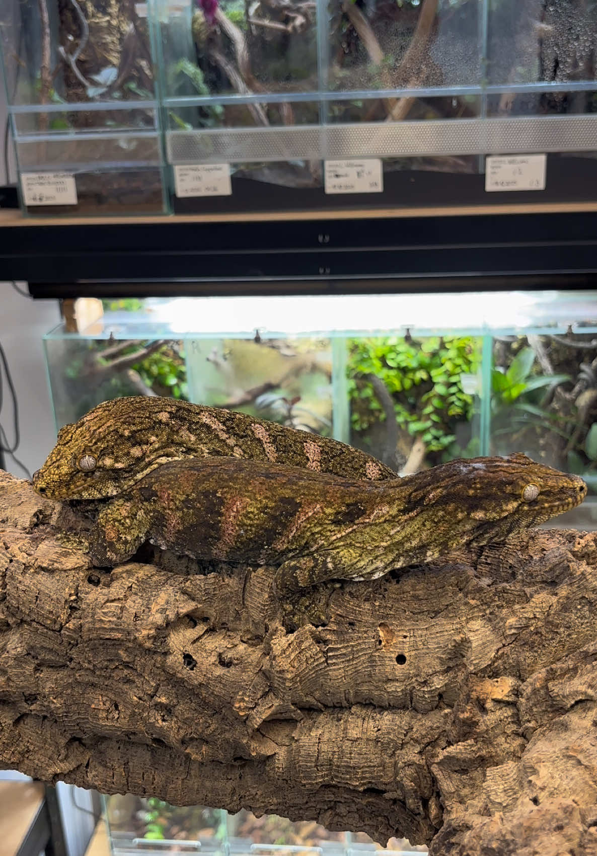 @P&M Gecko Nest🦎