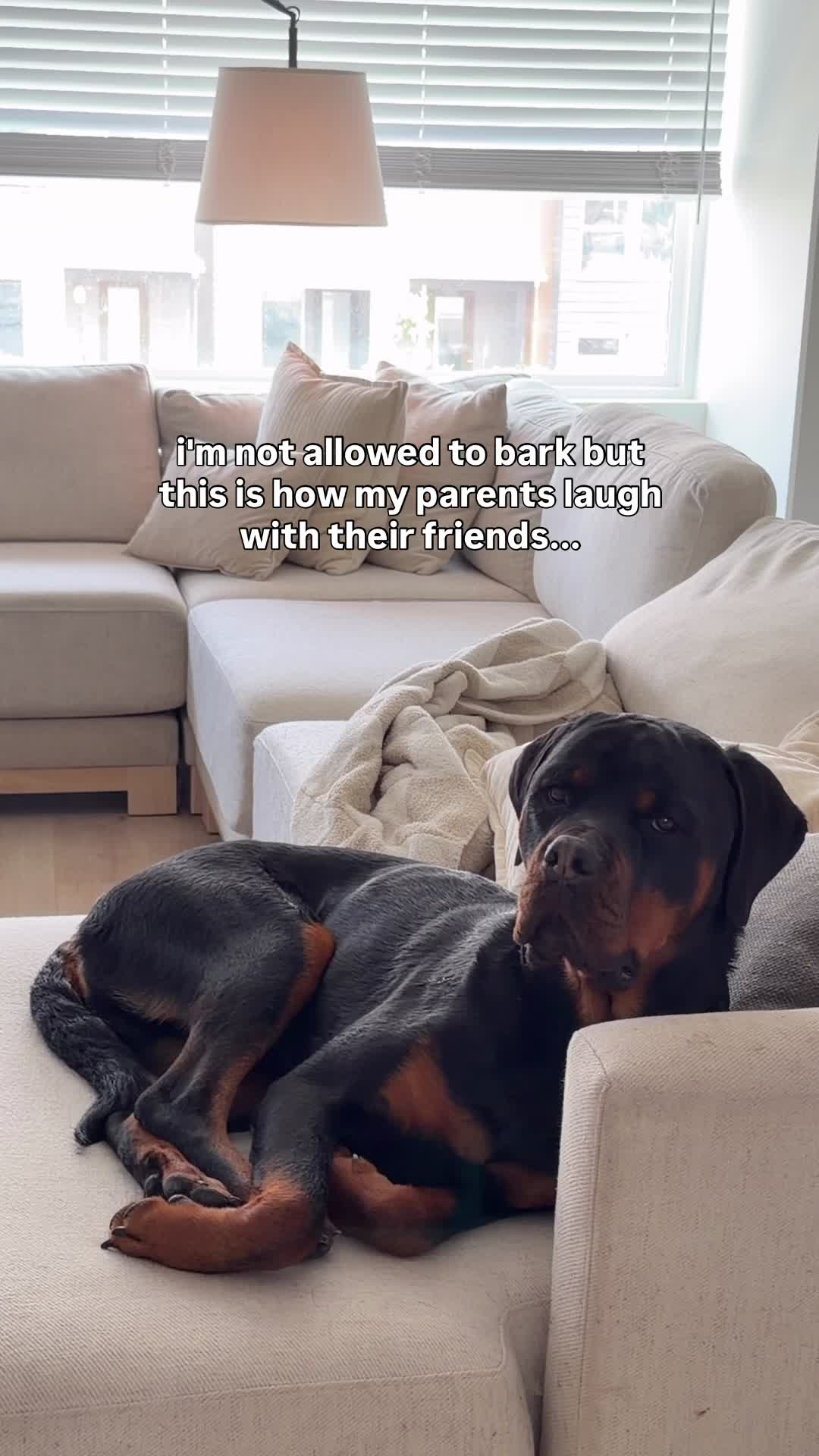 @Rex the Rottweiler