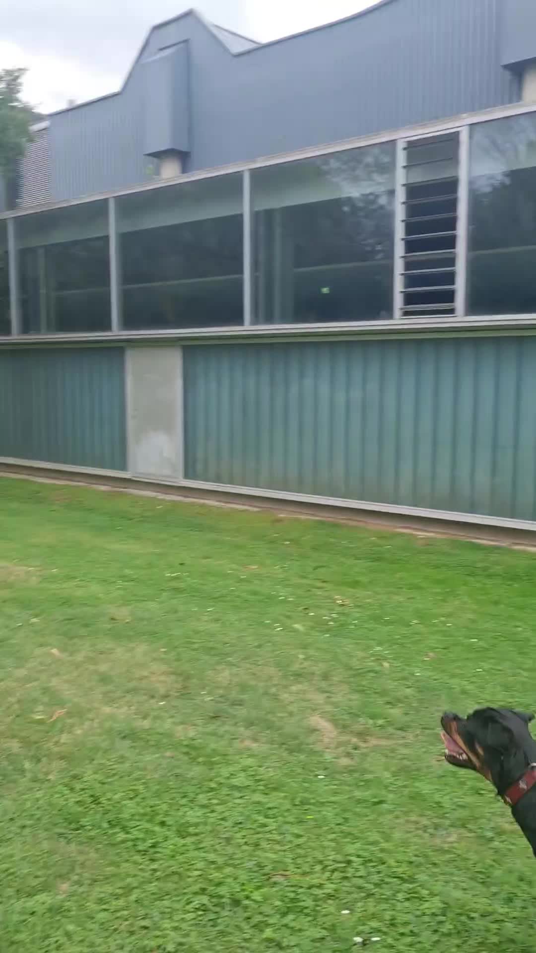 @Mona the Rottweiler