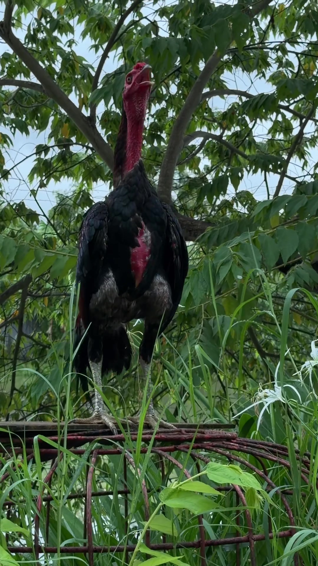 @Quốc khánh