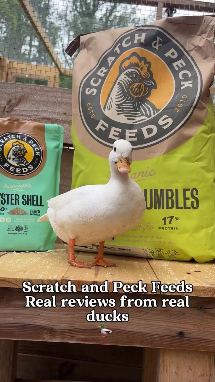 @Scratch and Peck Feeds