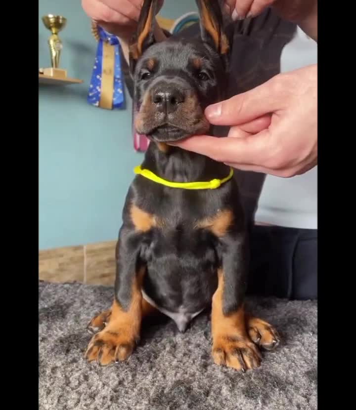 @🐾доберман бруно🐾