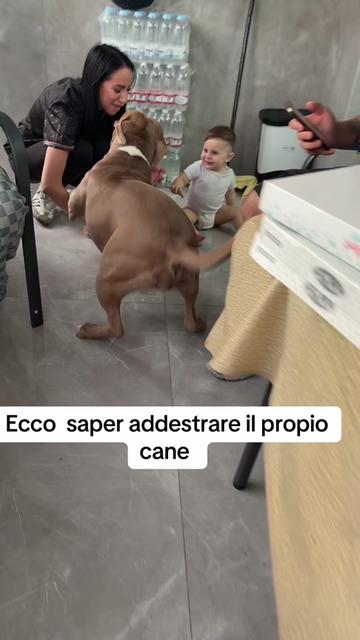 @boxer17