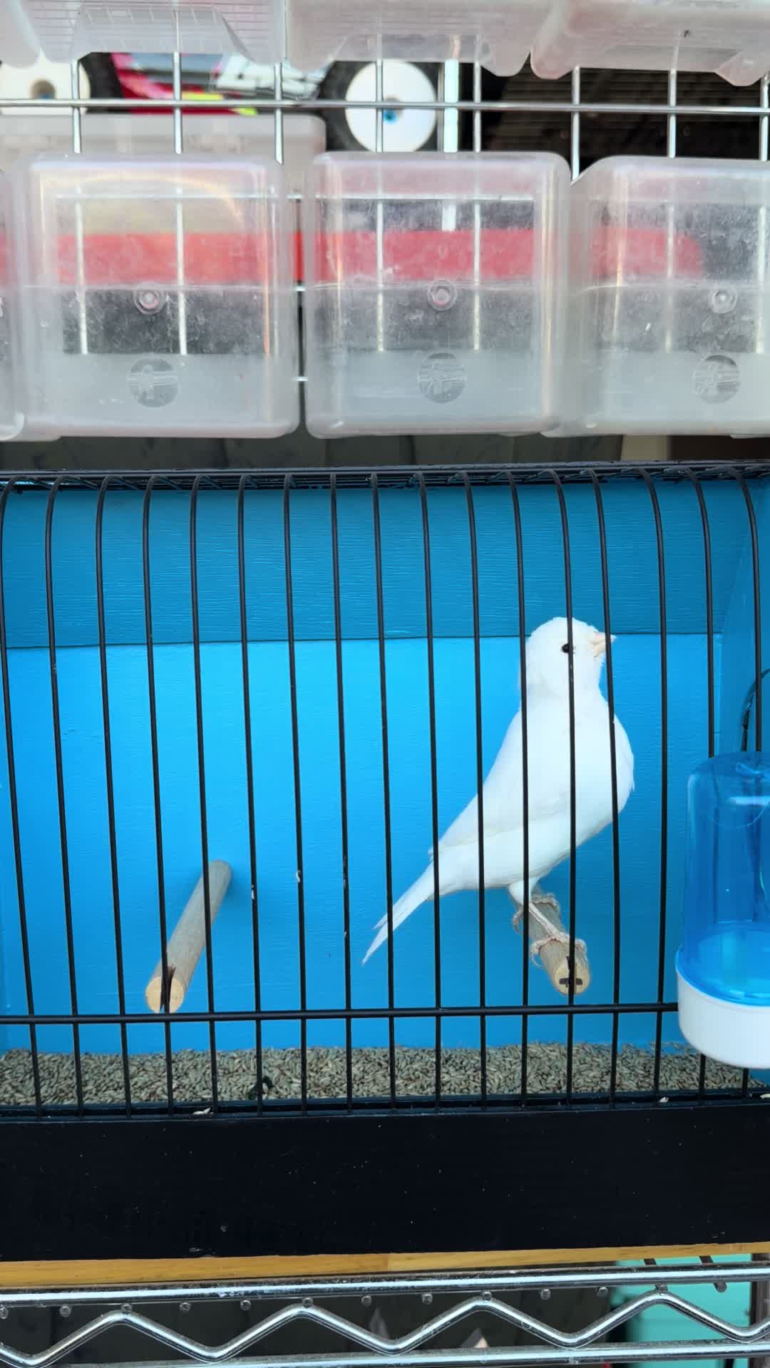 @AviarioUre&ntilde;a