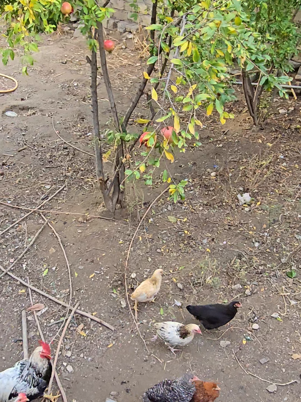 @NOVXANI BAĞLARI