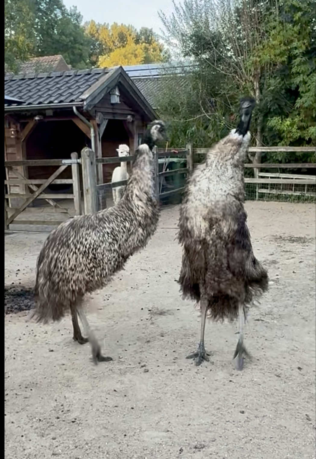 @Emoes Floki & Echo 💚 NL