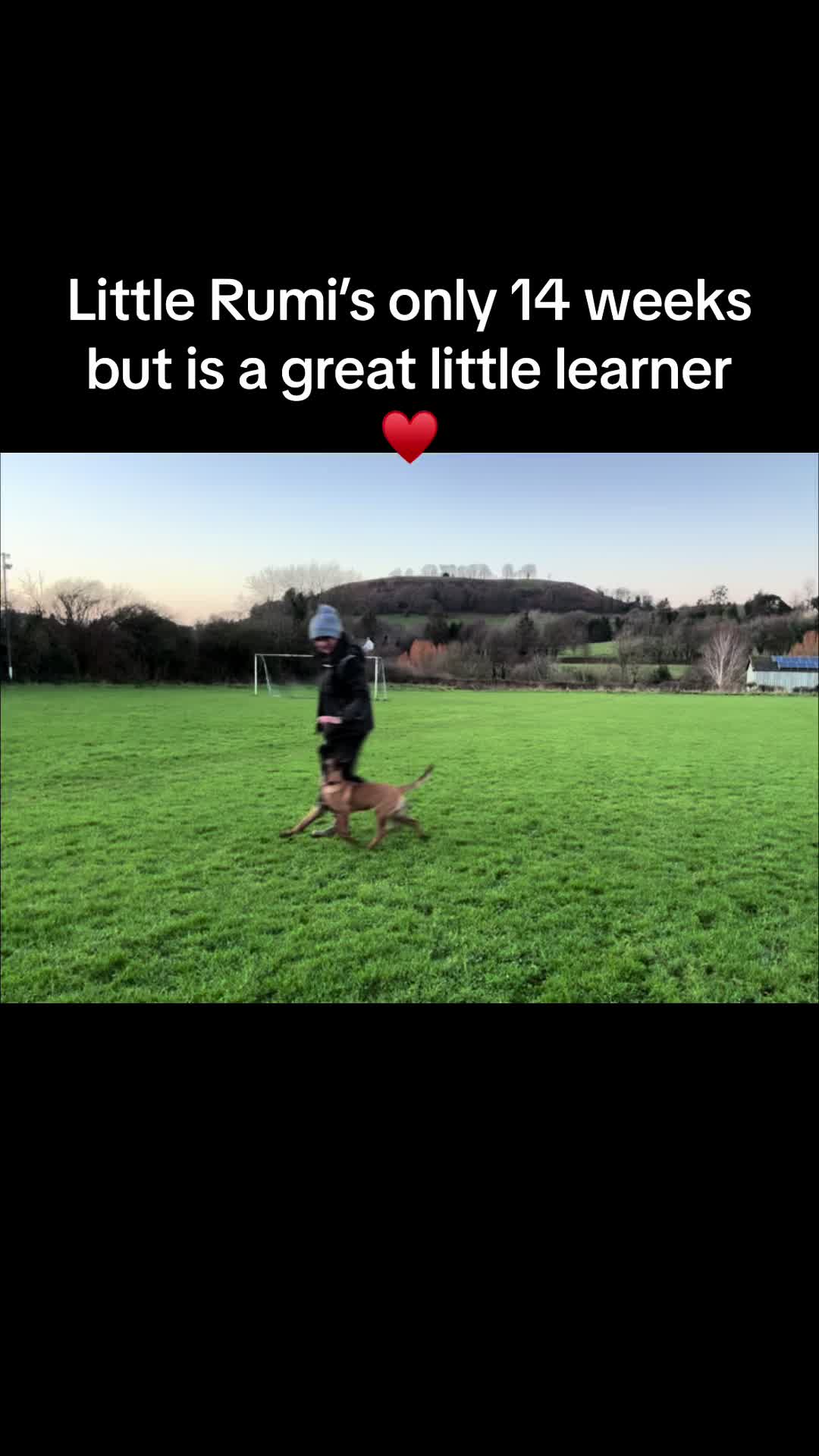 @thedogsportscoach