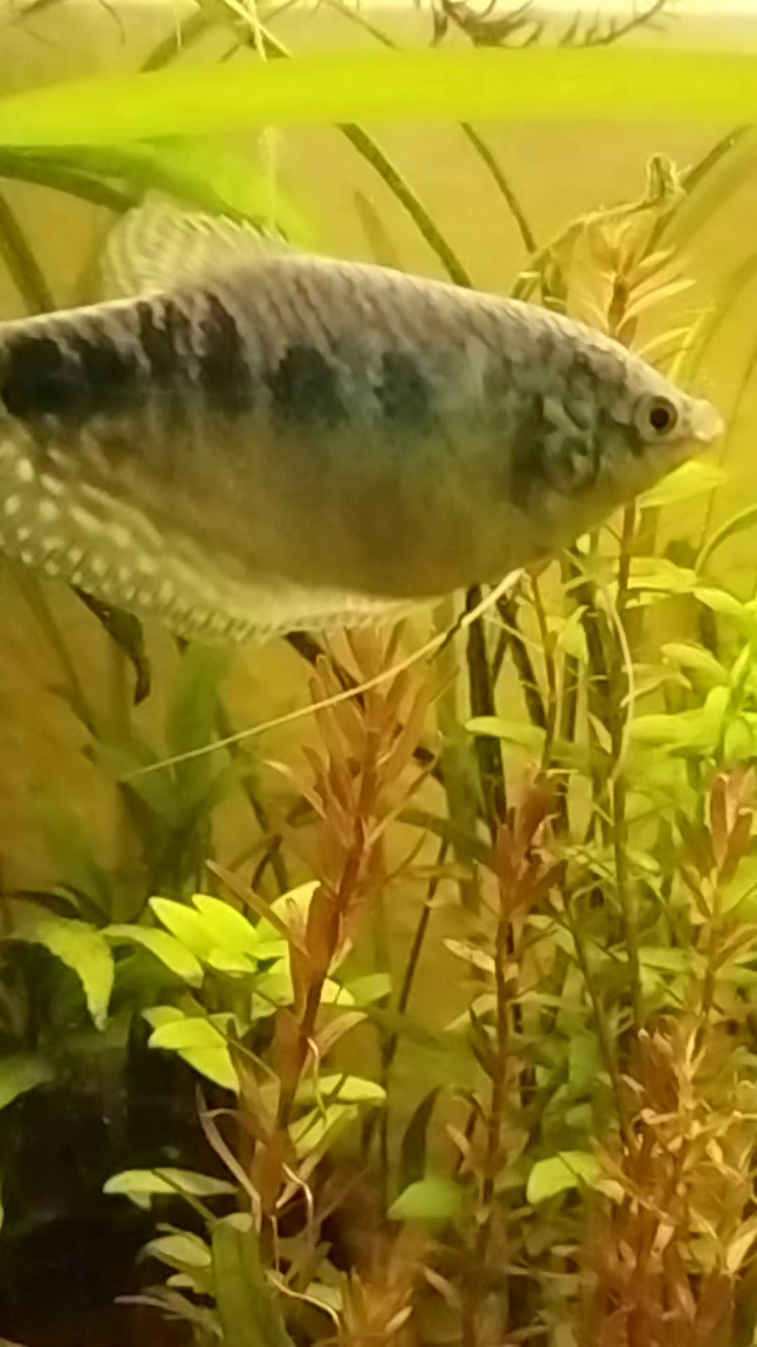 @Joker,s Aquarienwelt