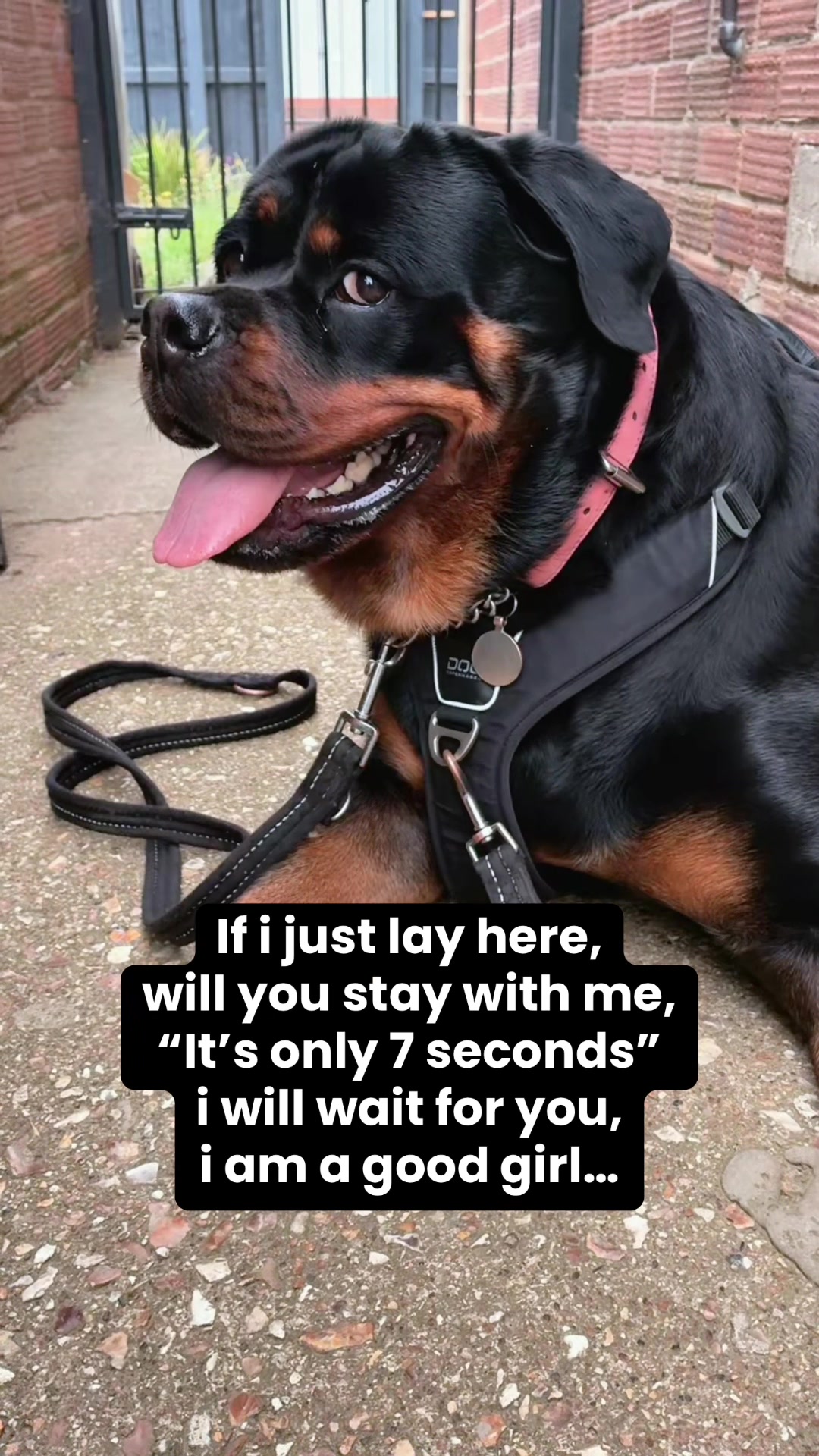 @❤️Rottiexena❤️Rottweiler Dog