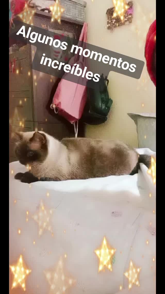 @🧚🧚campanilla🧚🧚