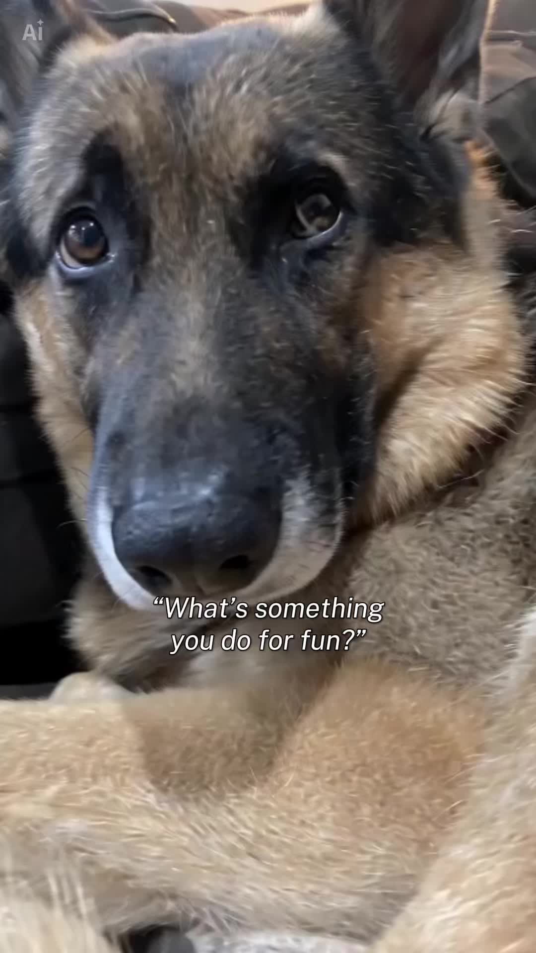 @Walter The German Shepherd