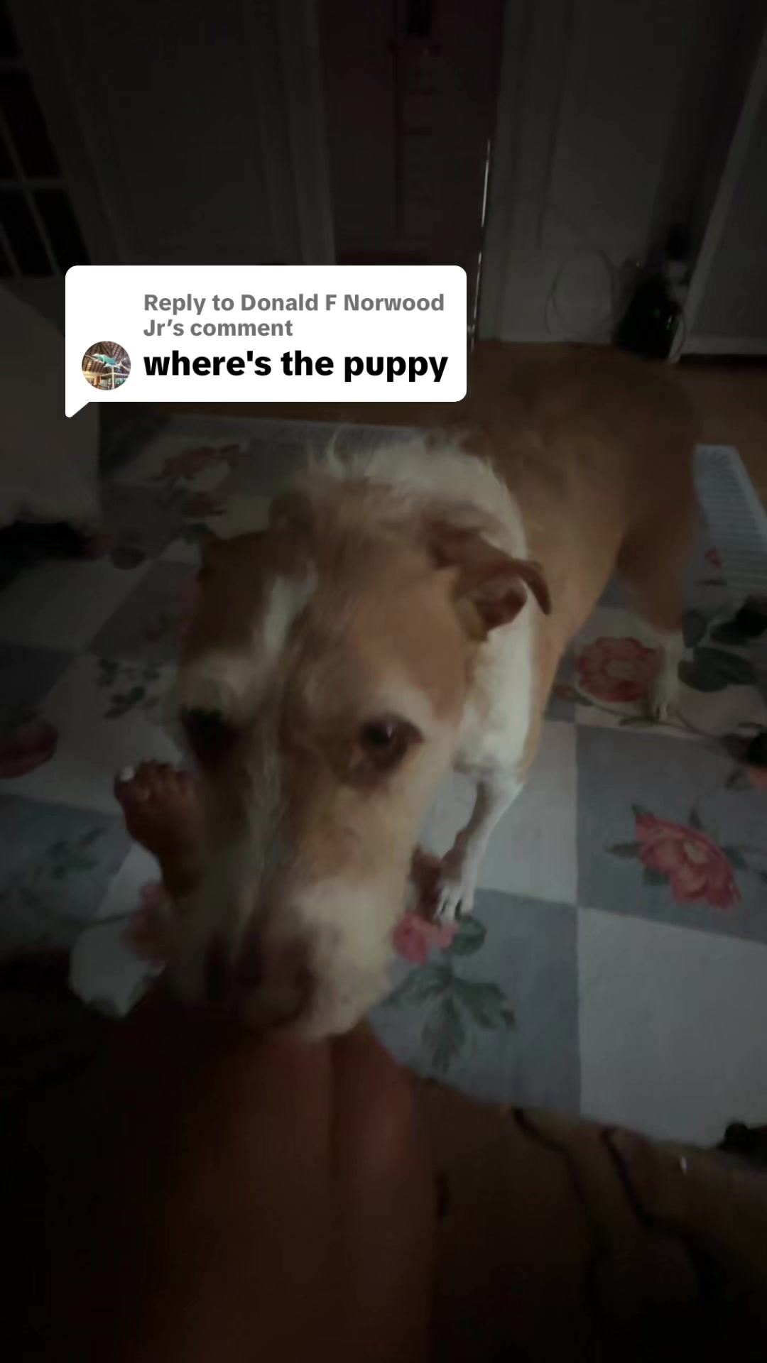 @Workoutdogmomlive