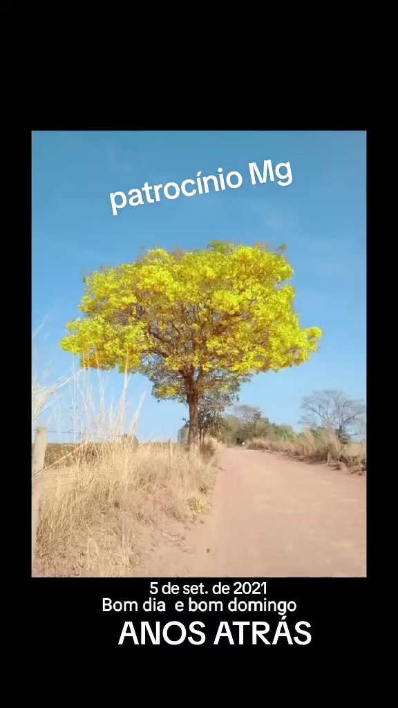 @aparecidamachado303