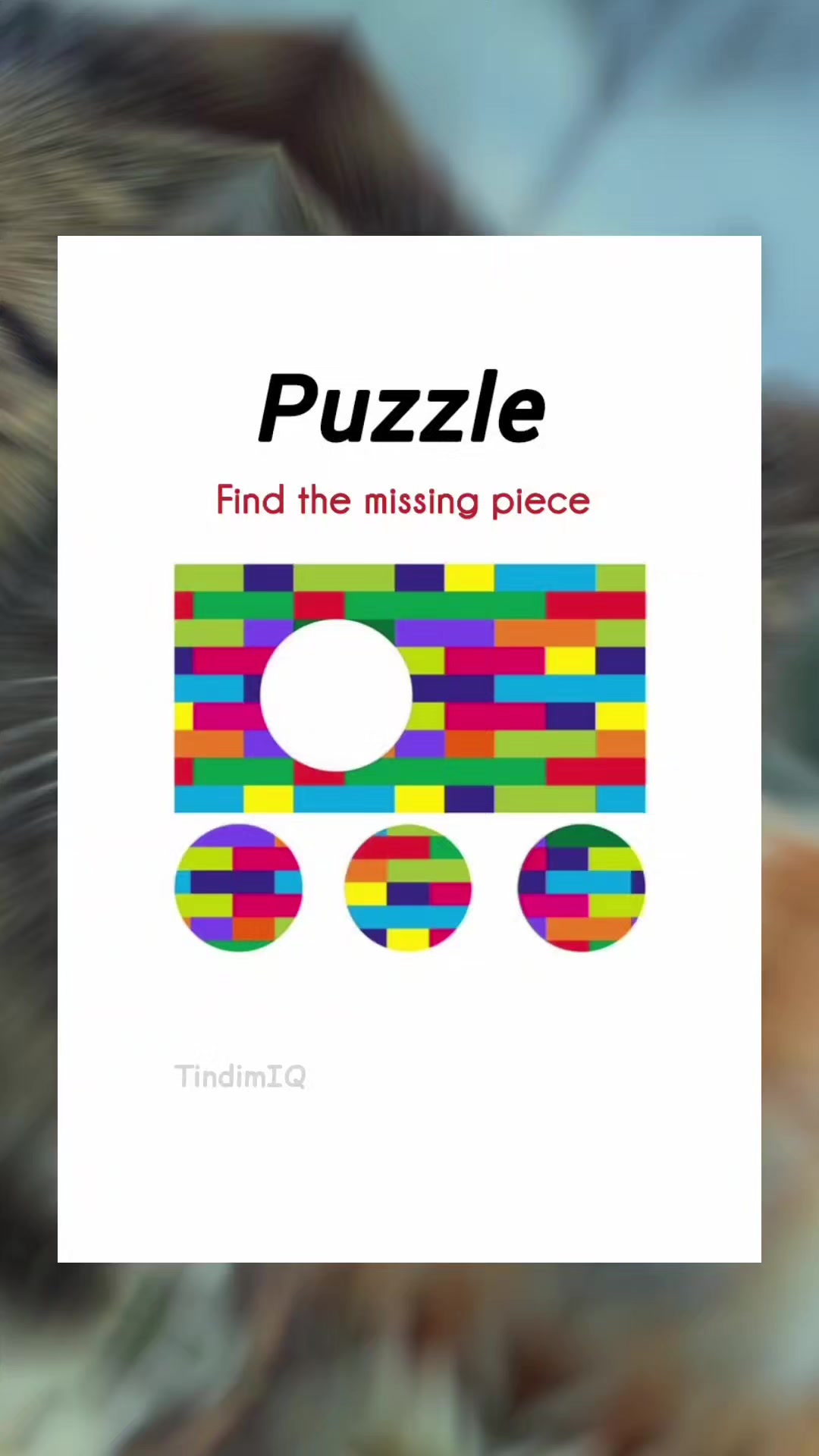 @Tindim-IQ