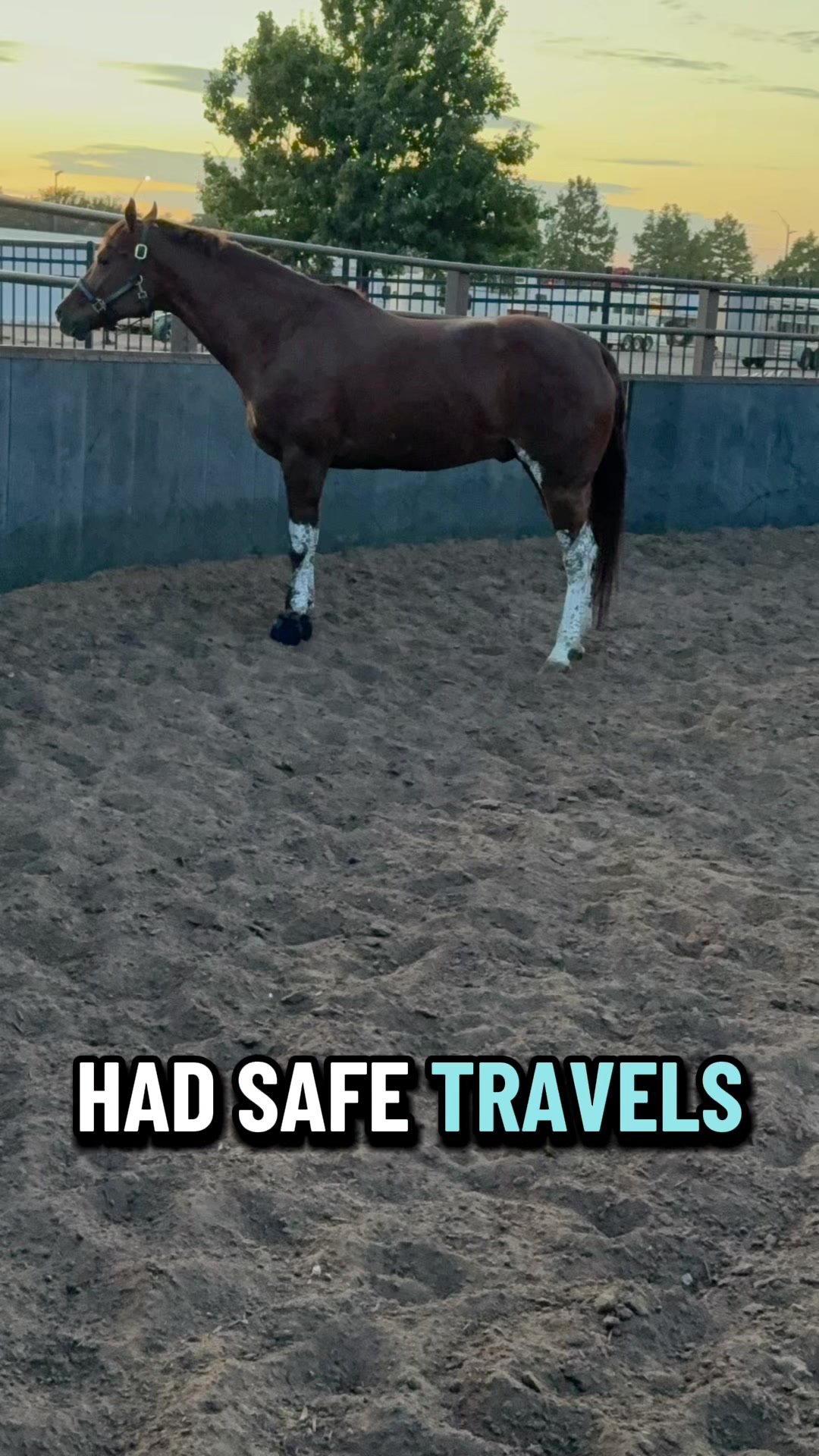 @JD Show Horses