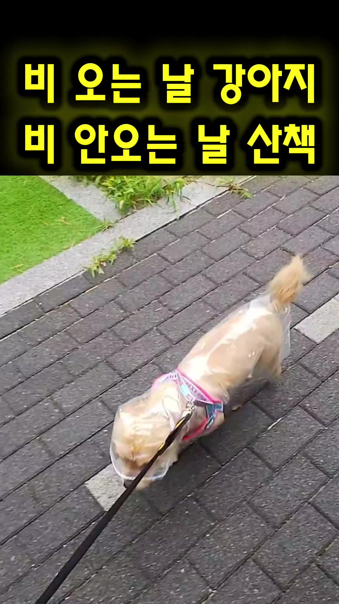 @하필유필