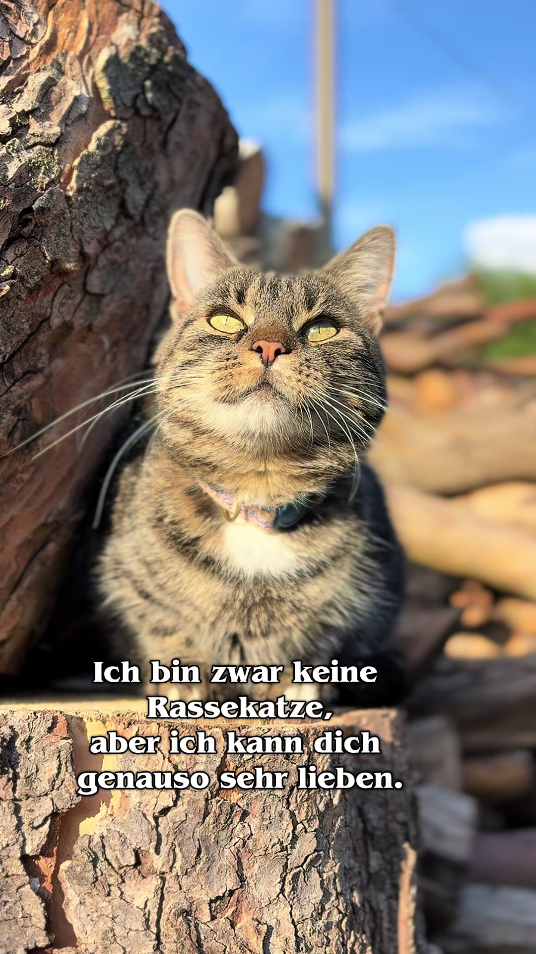 @.*✨..*✨*.