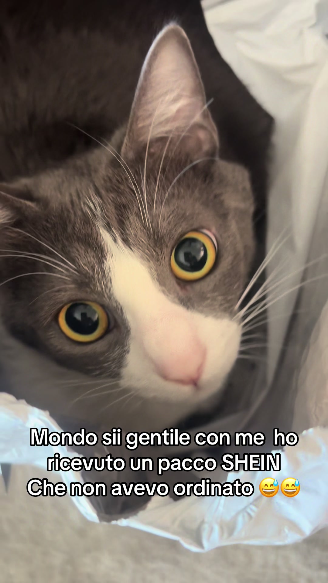 @Cippy & Romeo-a🤣