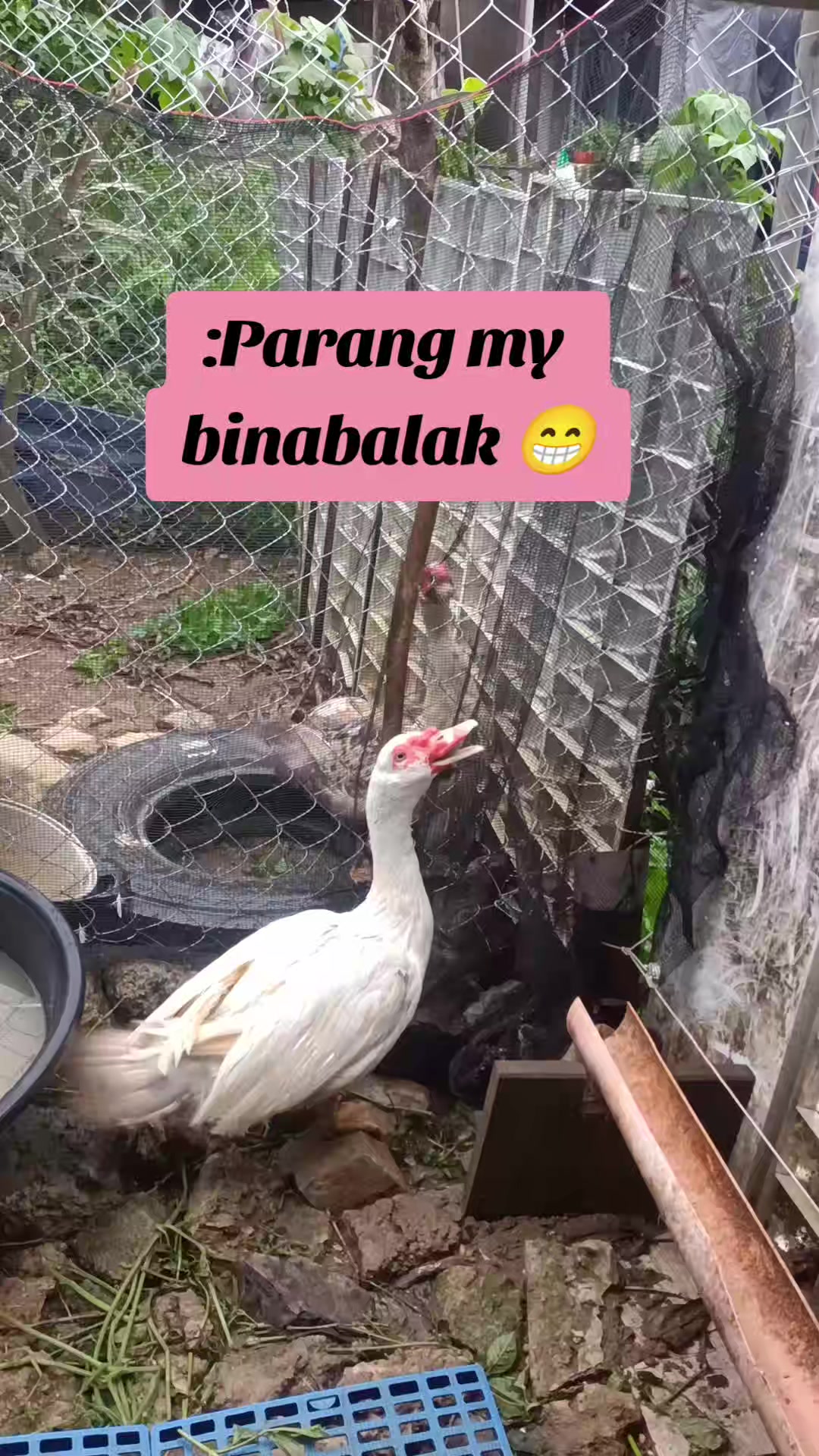 @Mabikas Agripamilya