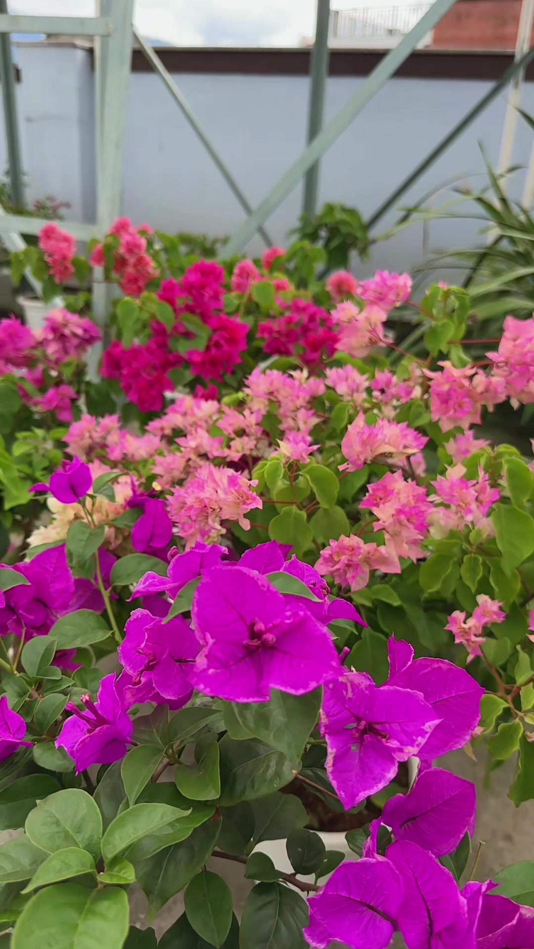 @Plantlife50