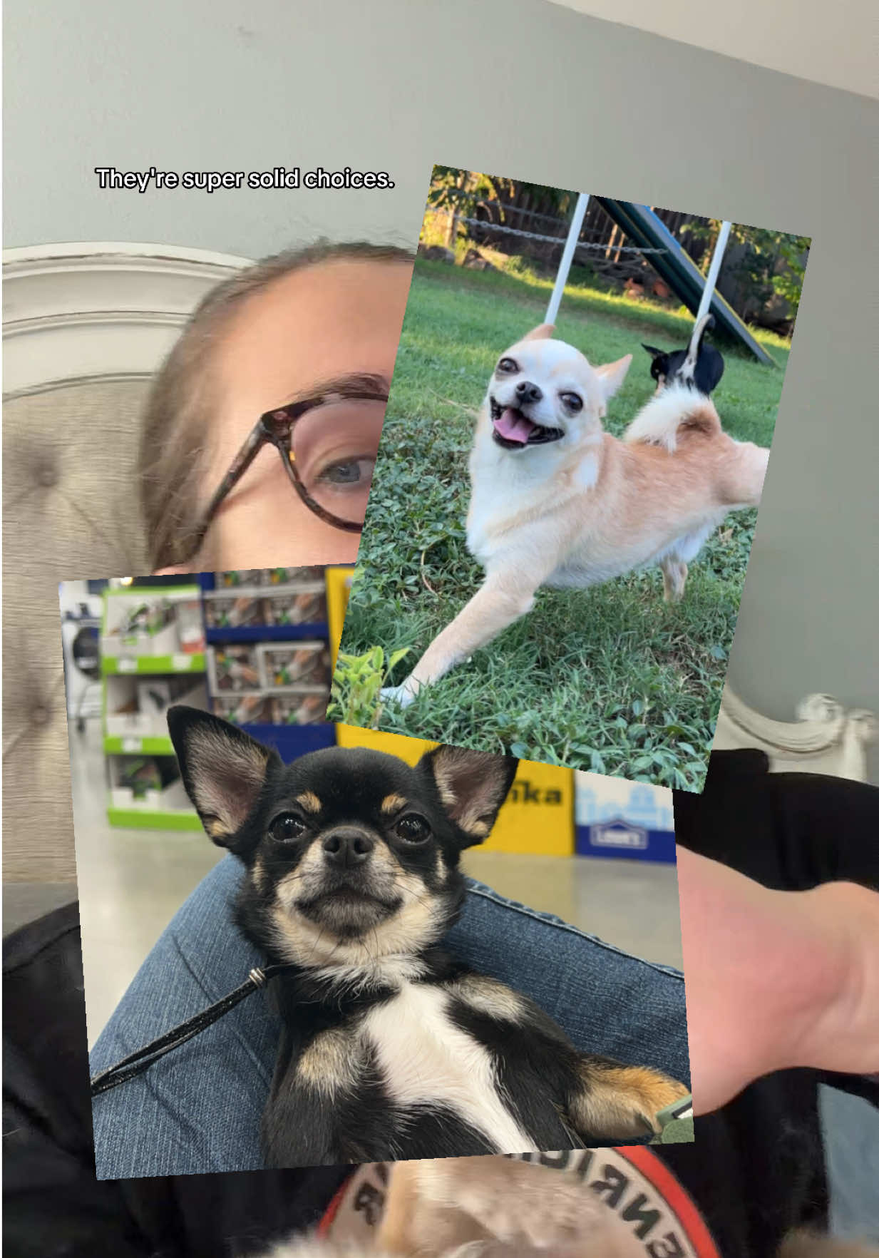 @CanineAntics