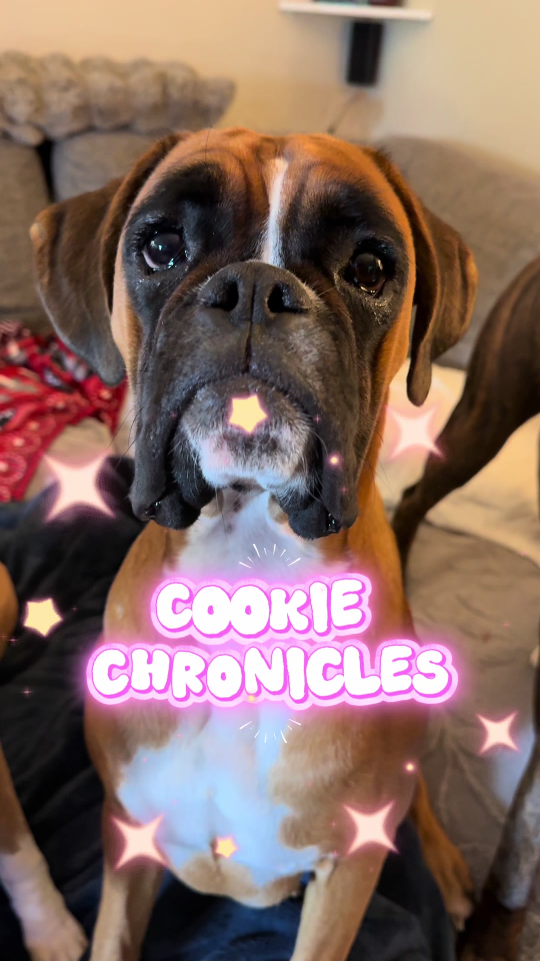 @boxermadness